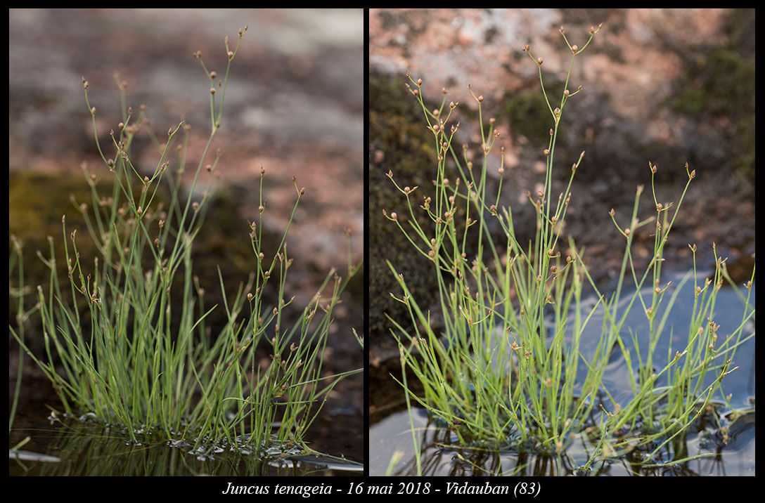 Juncus tenageia